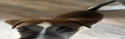 Mixed Breed dogs for sale: Mixed Breed 1 - Ad 6