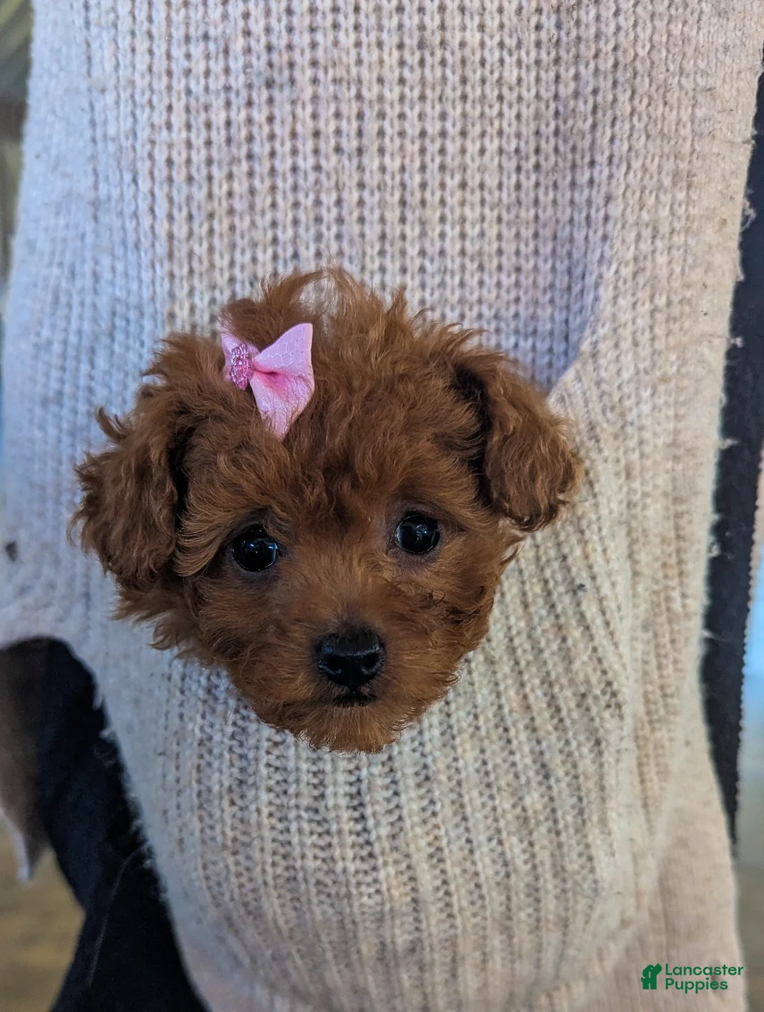 Toy Poodle dogs for sale: Sparkles  - Ad 2