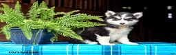 Pomsky dogs for sale: Tigger - Ad 1