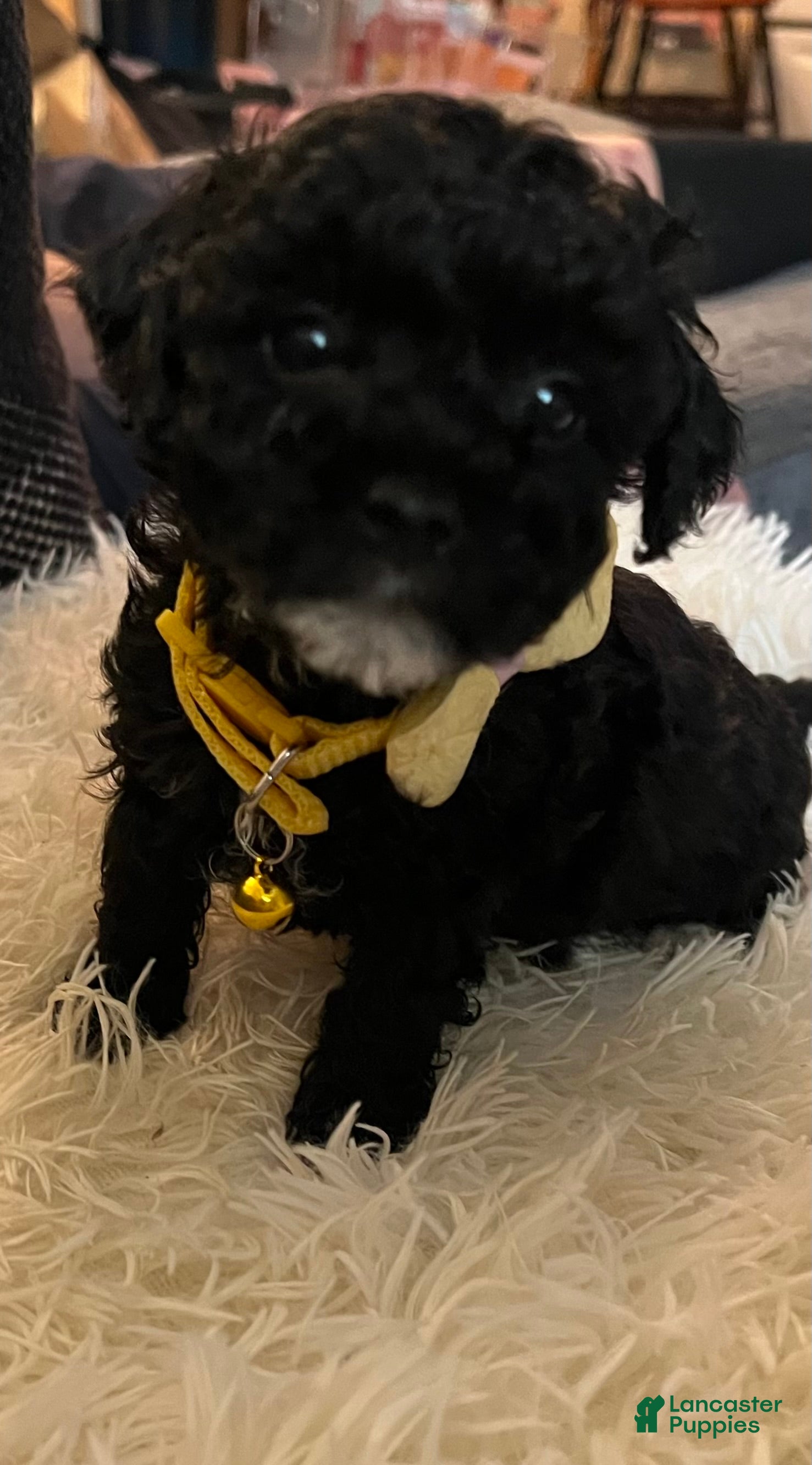 Toy Poodle dogs Ruby - Ad 26