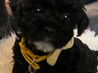 Toy Poodle dogs Ruby - Ad 34