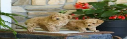 Miniature Poodle dogs for sale: AKC Shelly - Ad 3