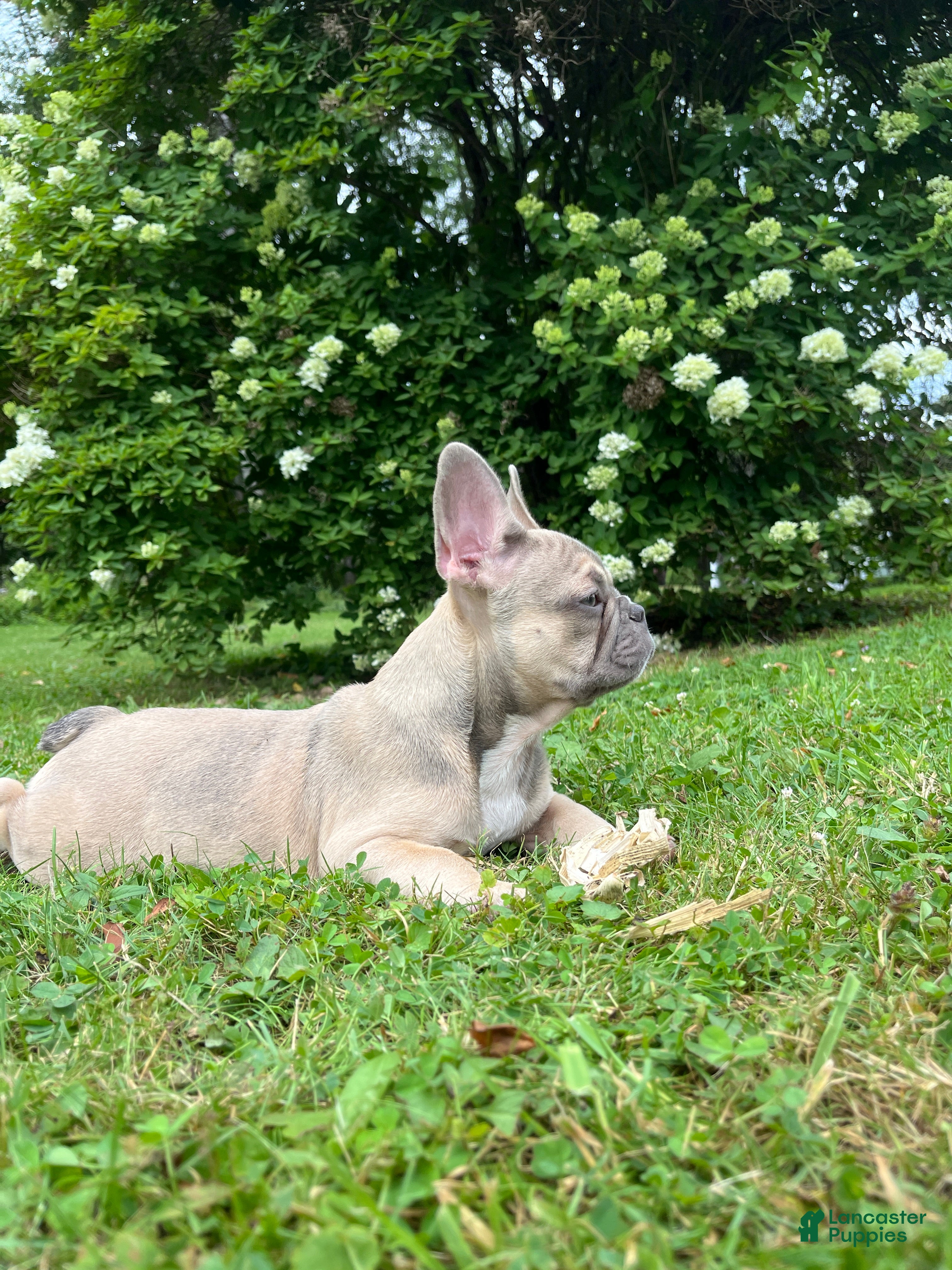 French Bulldog dogs Paisley  - Ad 21