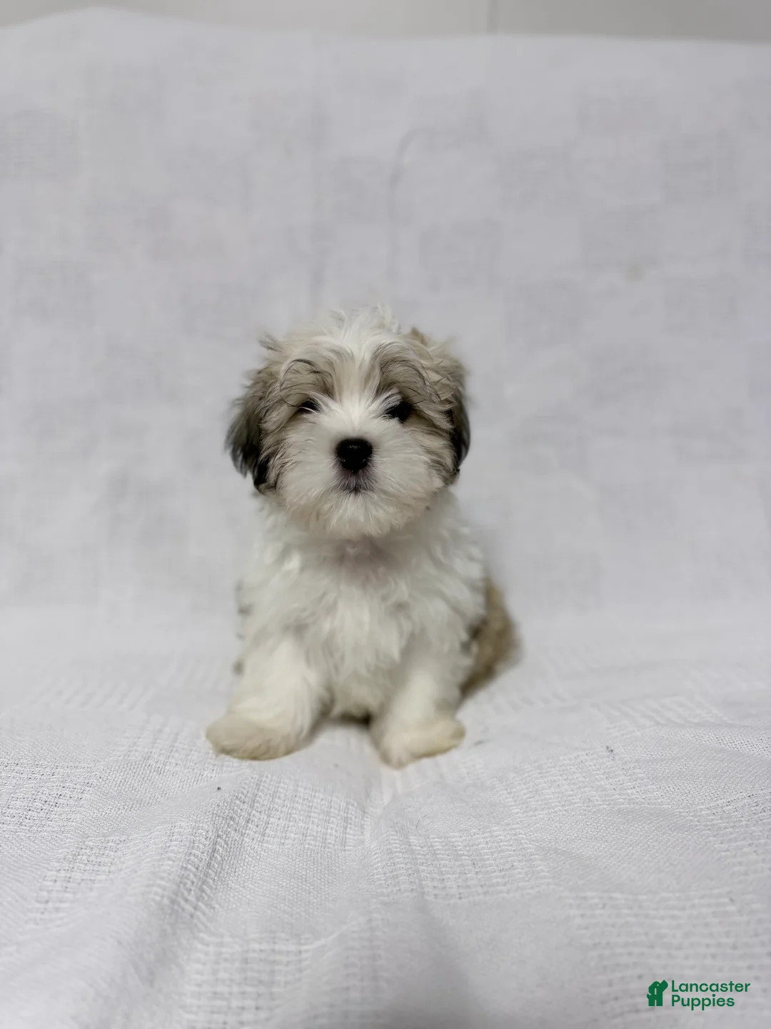 Malshi dogs for sale: Charlie - Ad 1