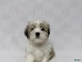 Malshi dogs Charlie - Ad 17