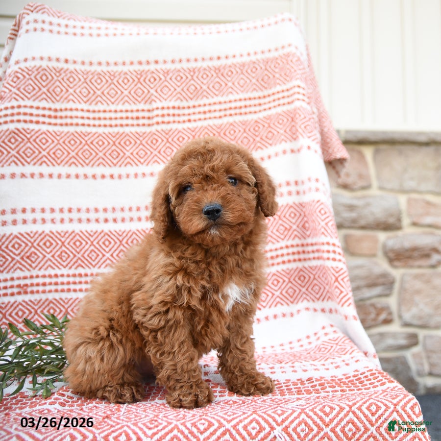 Cockapoo dogs Penny - Ad 1