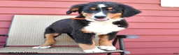 Bernese Mountain Dog dogs for sale: Jimmy - Ad 5