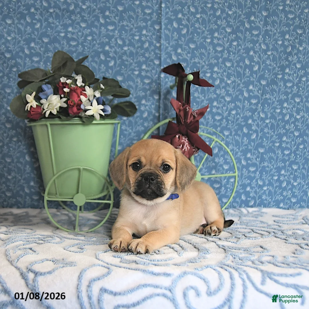 Puggle dogs for sale: Karina - Ad 9