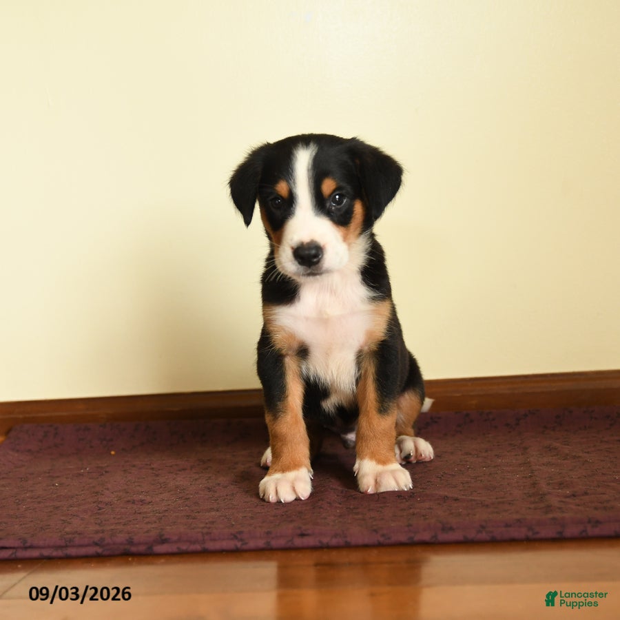 Greater Swiss Mountain Dog dogs Austin - Ad 2