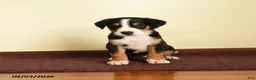 Greater Swiss Mountain Dog dogs for sale: Austin - Ad 2