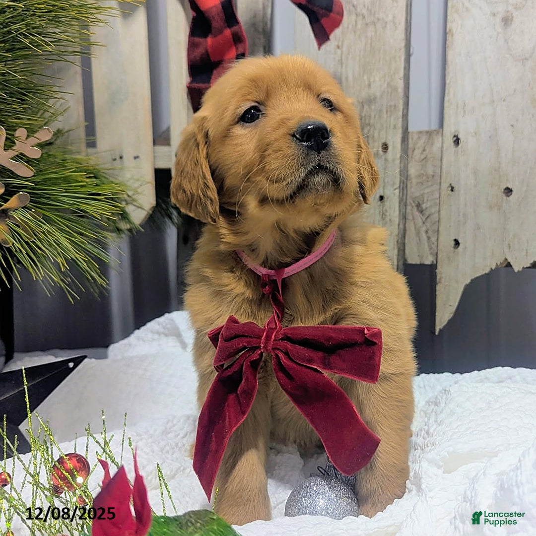 Golden Retriever dogs for sale: Twinkle - Ad 2