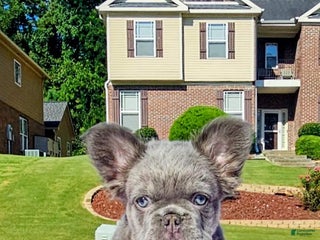 French Bulldog dogs - Ad 1