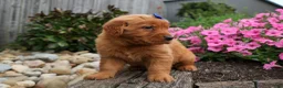 Golden Retriever dogs for sale: Quincy💙 - Ad 19