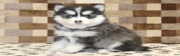 Pomsky dogs for sale: Ivan - Ad 4