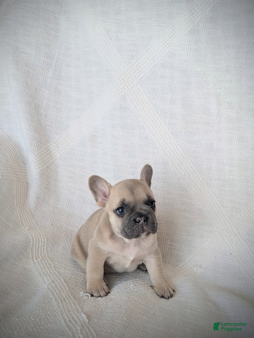 French Bulldog dogs for sale: Lemon - Ad 2