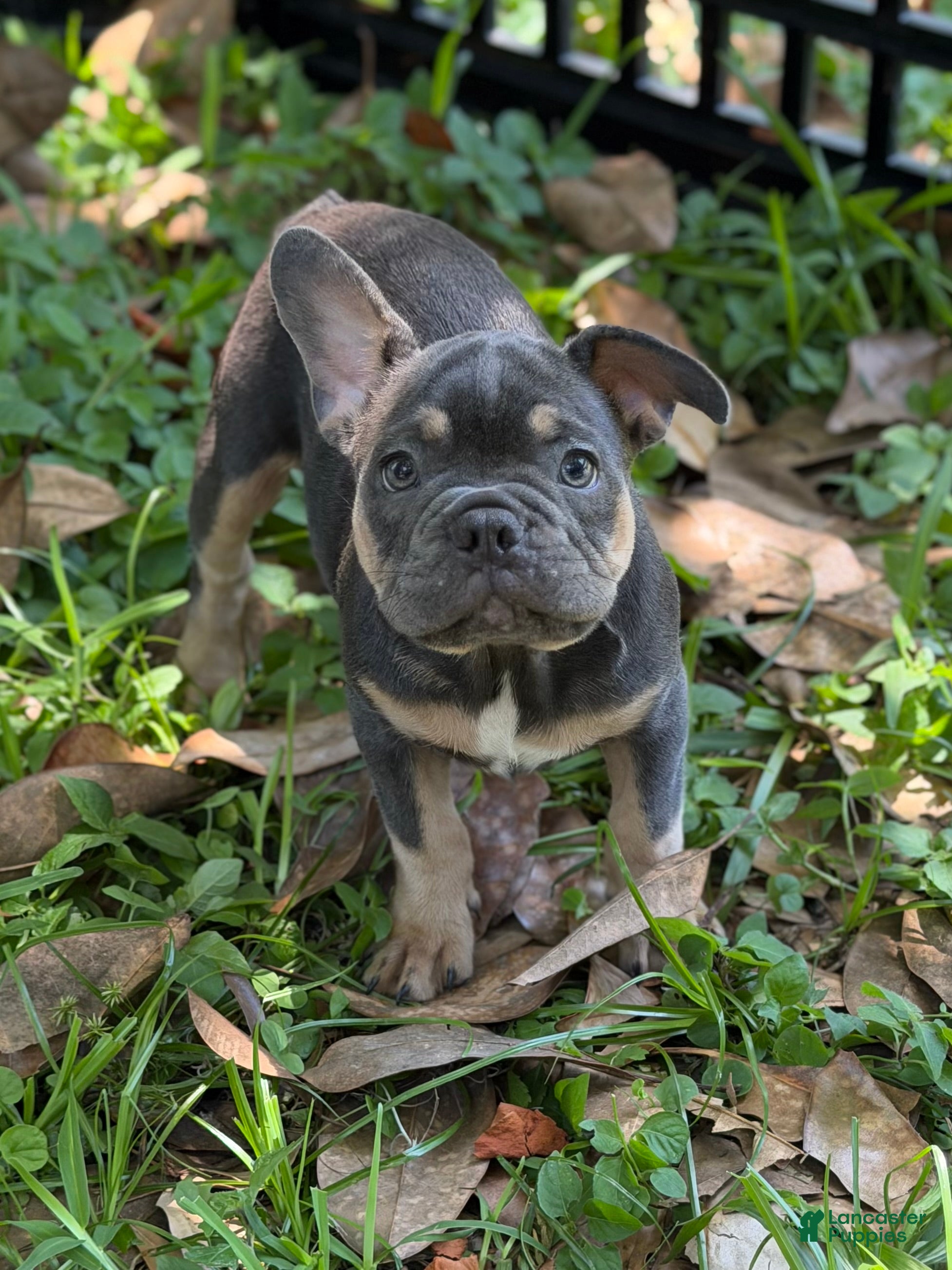 French Bulldog dogs Victoria - Ad 1