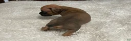 Boxer dogs for sale: Moxy - Ad 16