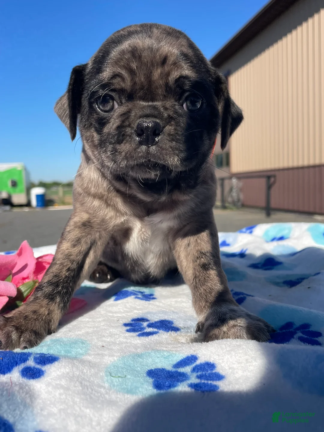 Pug dogs for sale: Lucky - Ad 1