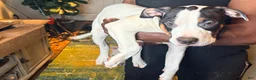 Mixed Breed dogs for sale: Mixed Breed 3 - Ad 3