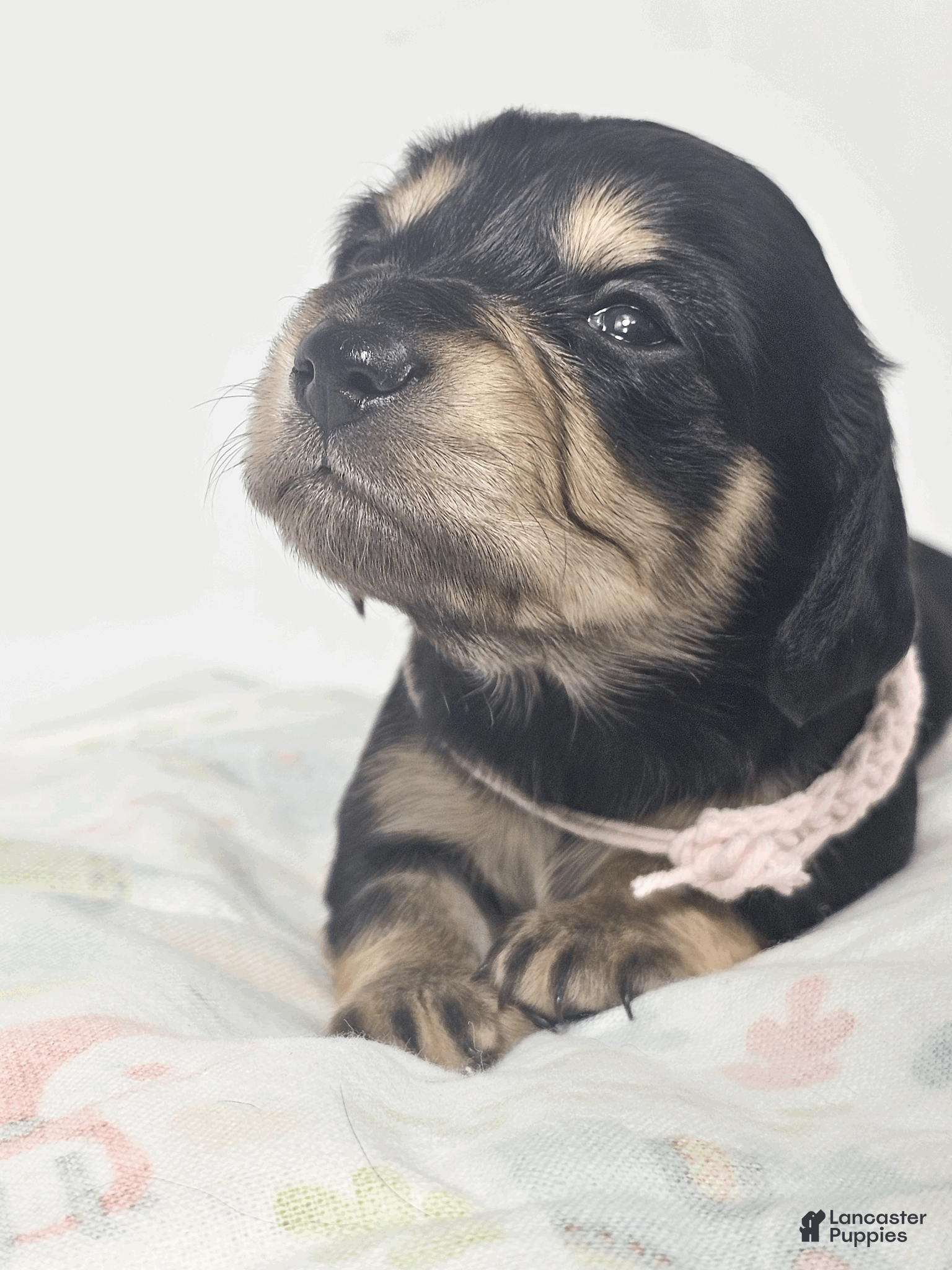 Miniature Dachshund dogs Bun - Ad 1