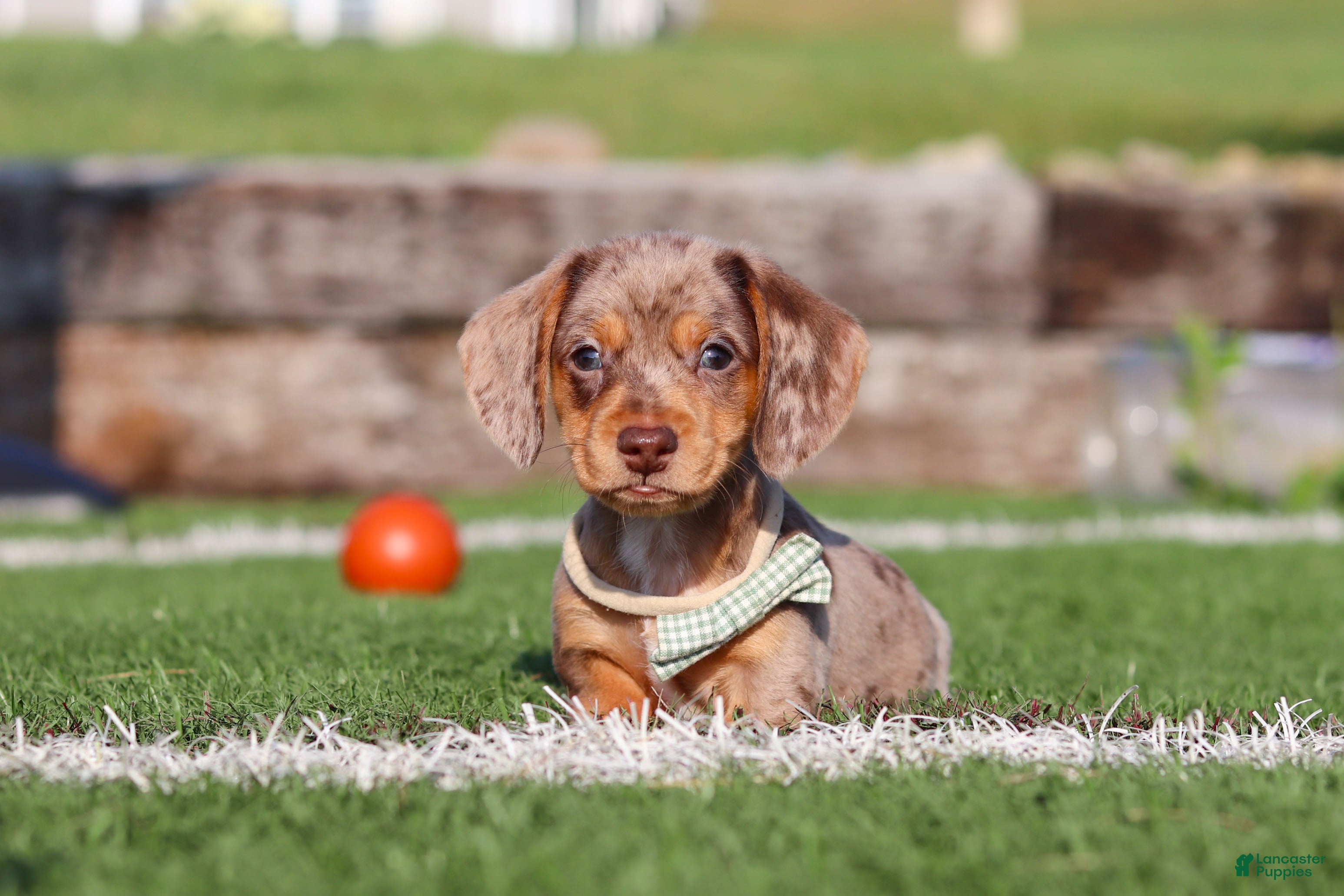 Miniature Dachshund dogs Buddy - Ad 1