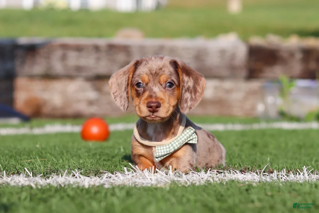 Miniature Dachshund dogs for sale: Buddy - Ad 1