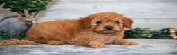 Mini Goldendoodle dogs for sale: Stuart - Ad 3