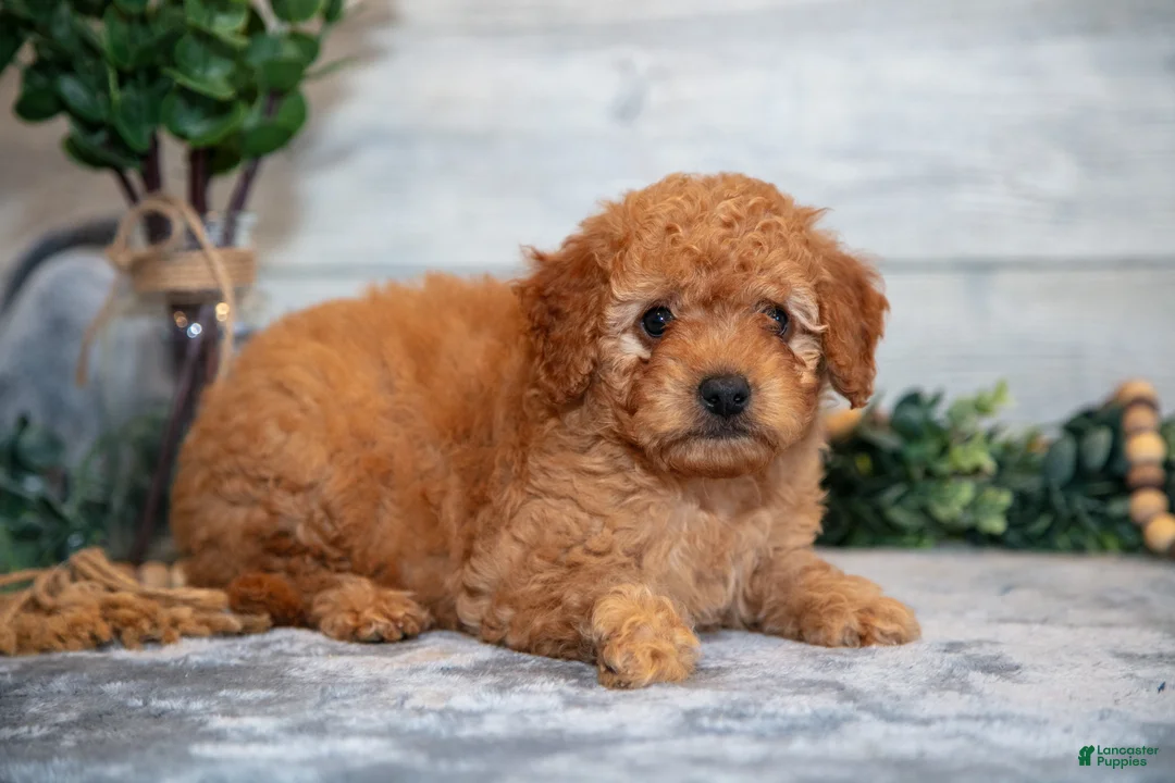 Mini Goldendoodle dogs for sale: Stuart - Ad 3