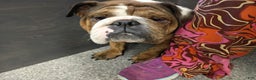 English Bulldog dogs for sale: Mila - Ad 8