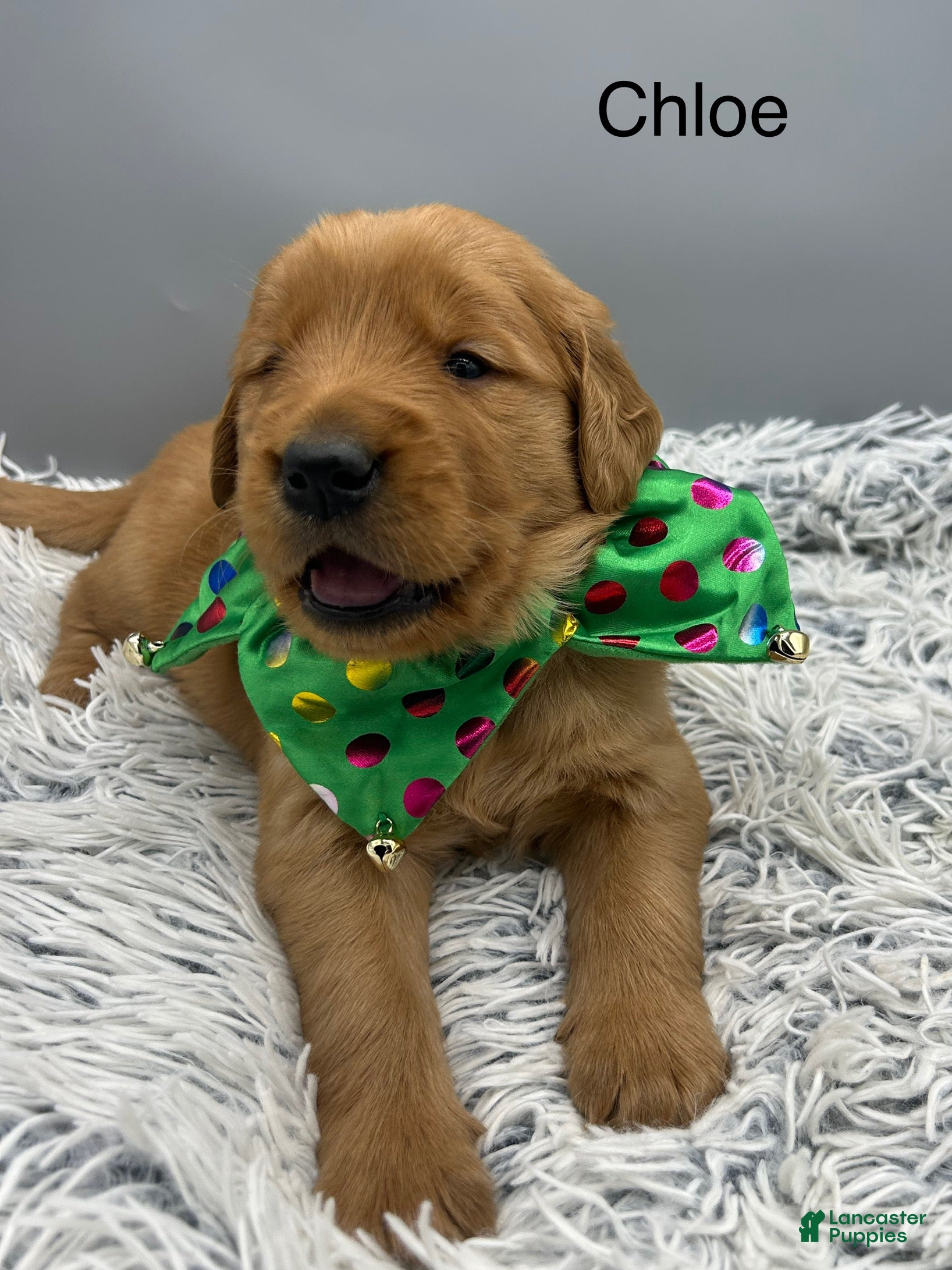 Golden Retriever dogs Golden Retriever Puppy chloe - Ad 28