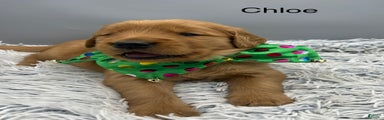 Golden Retriever Puppy chloe