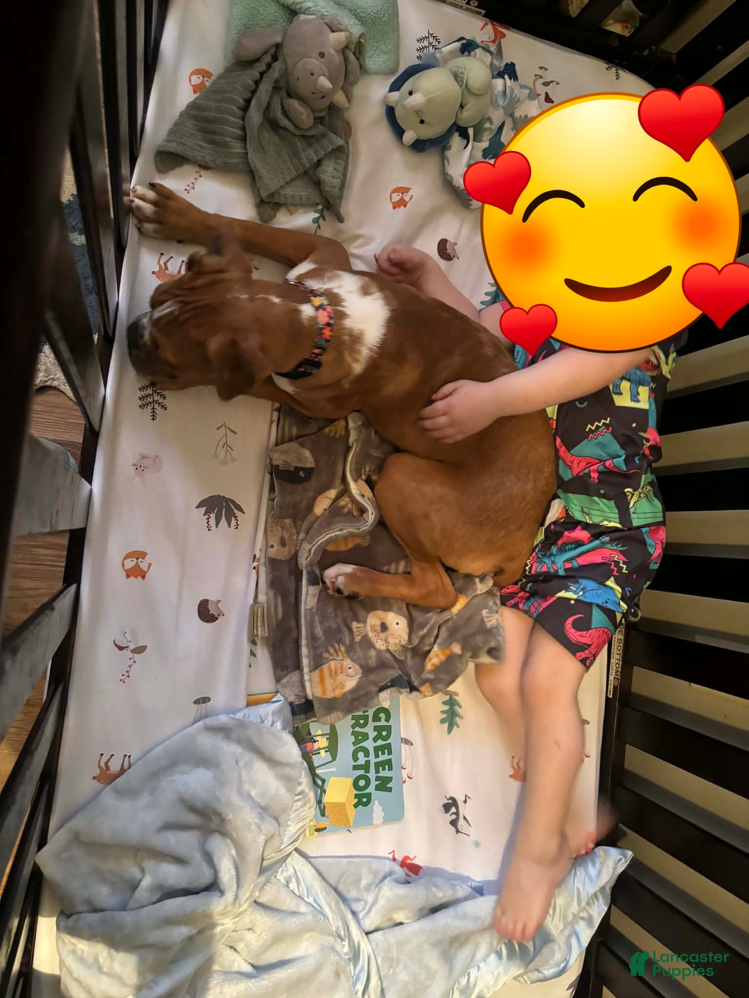 Boxer dogs Que - Ad 1