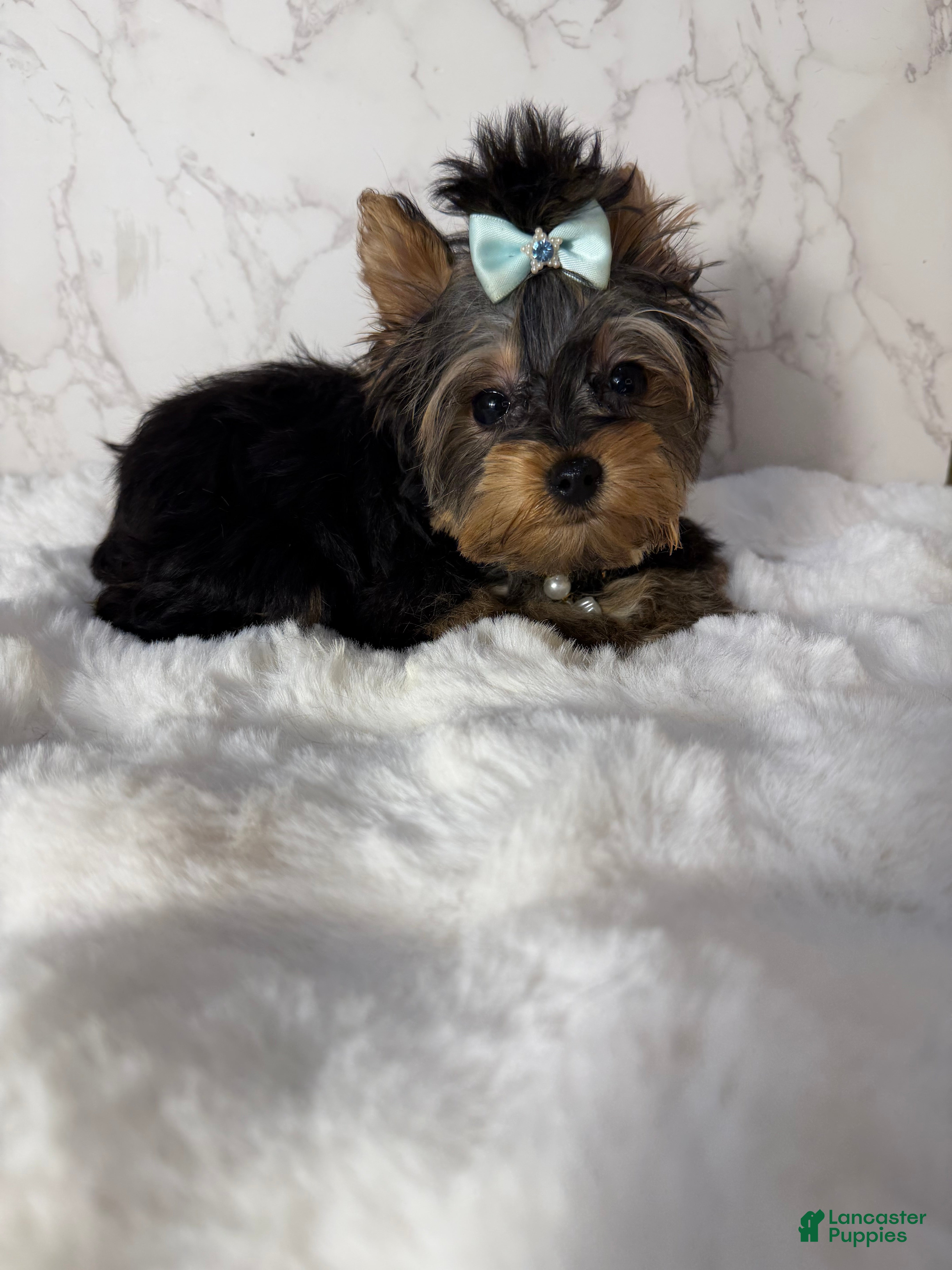 Yorkshire Terrier dogs Jean - Ad 40