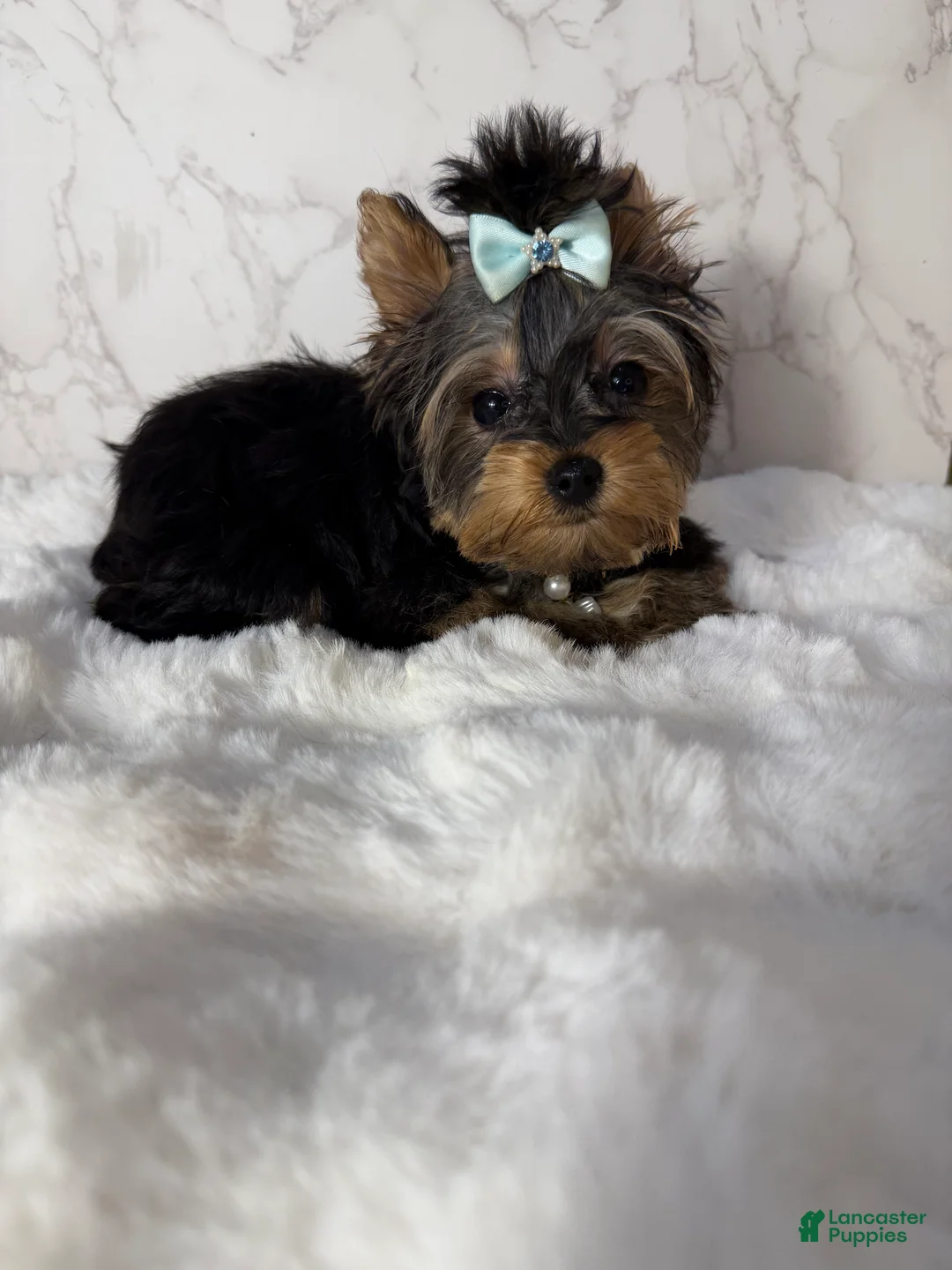 Yorkshire Terrier dogs for sale: Jean - Ad 1