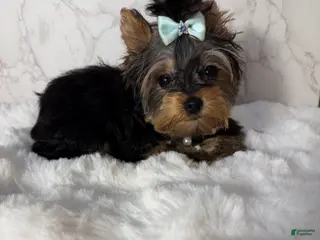 Yorkshire Terrier dogs Jean - Ad 40