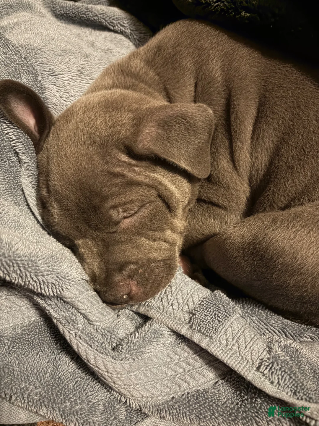 American Pit Bull Terrier dogs for sale: American Pit Bull Terrier Puppy 1 - Ad 4