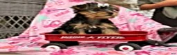 Yorkshire Terrier dogs for sale: Jeremy - Ad 6