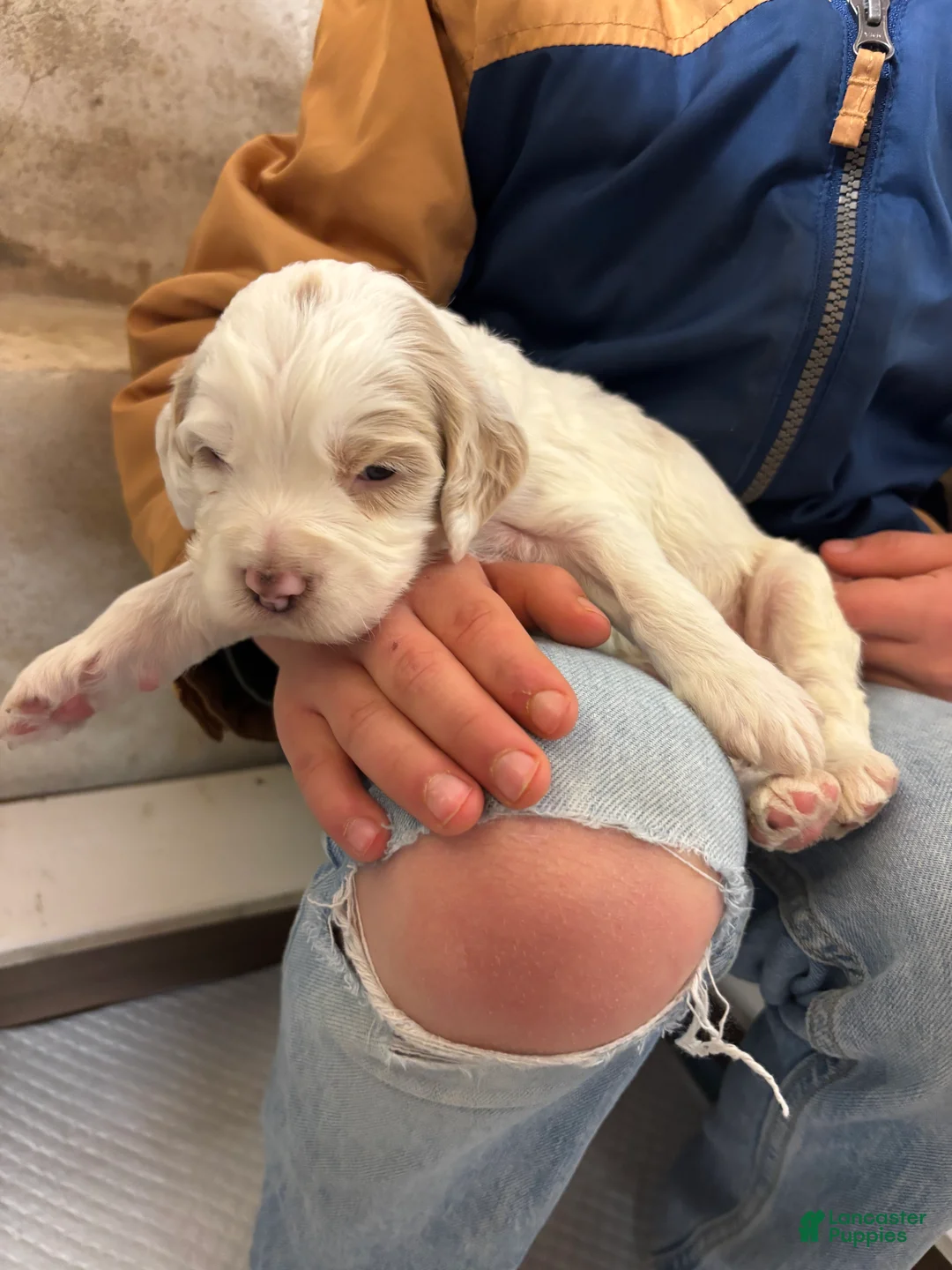 Cockapoo dogs for sale: Goliath  - Ad 6