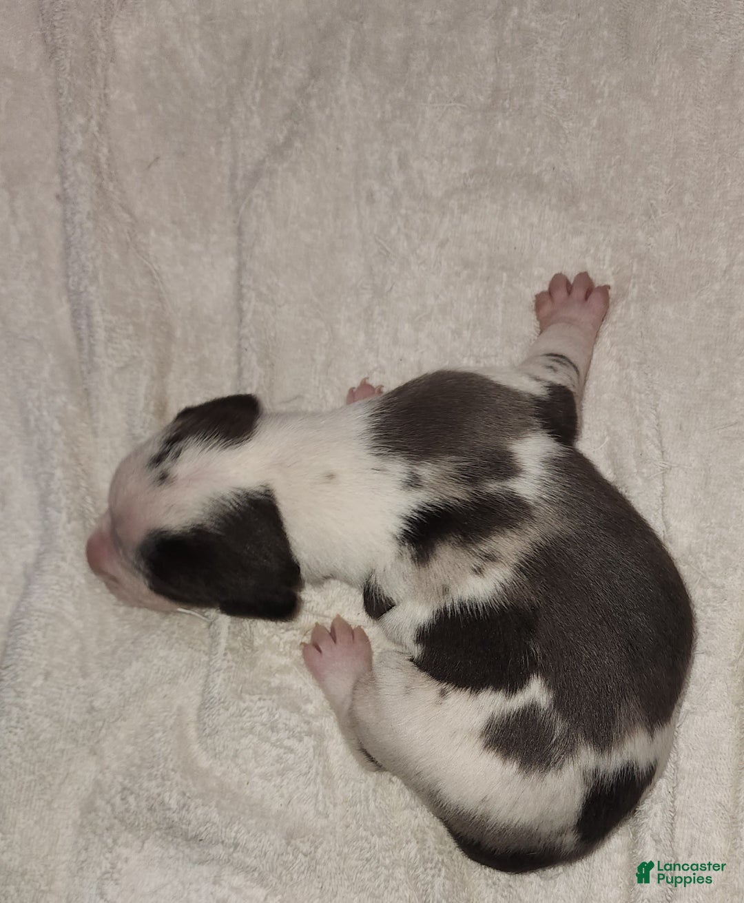 Catahoula Leopard Dog dogs for sale: Gabby F2025 M3 Catahoula puppy - Ad 5