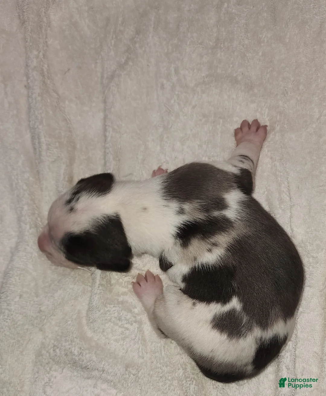 Catahoula Leopard Dog dogs for sale: Gabby F2025 M3 Catahoula puppy - Ad 6