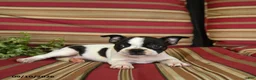 Boston Terrier dogs for sale: Naomi - Ad 3