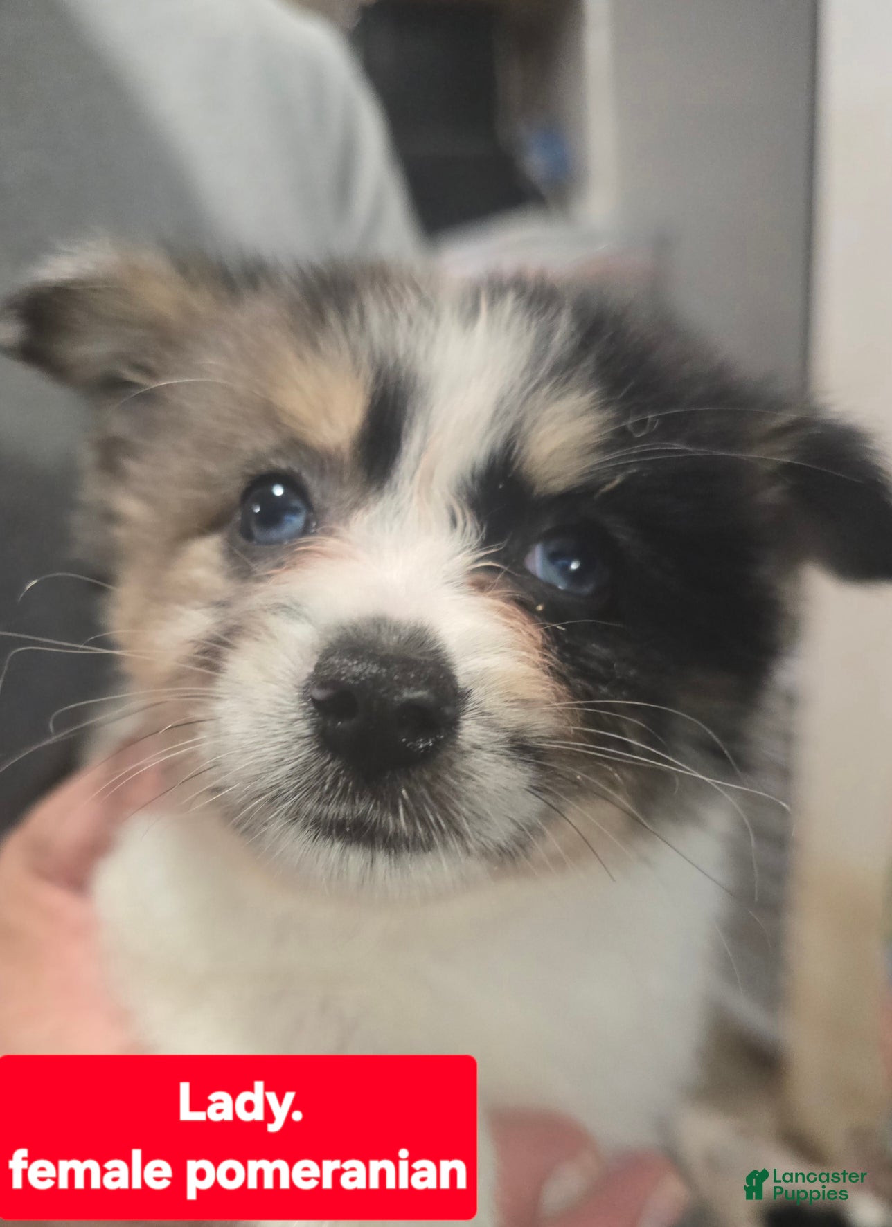 Pomeranian dogs Lady - Ad 1