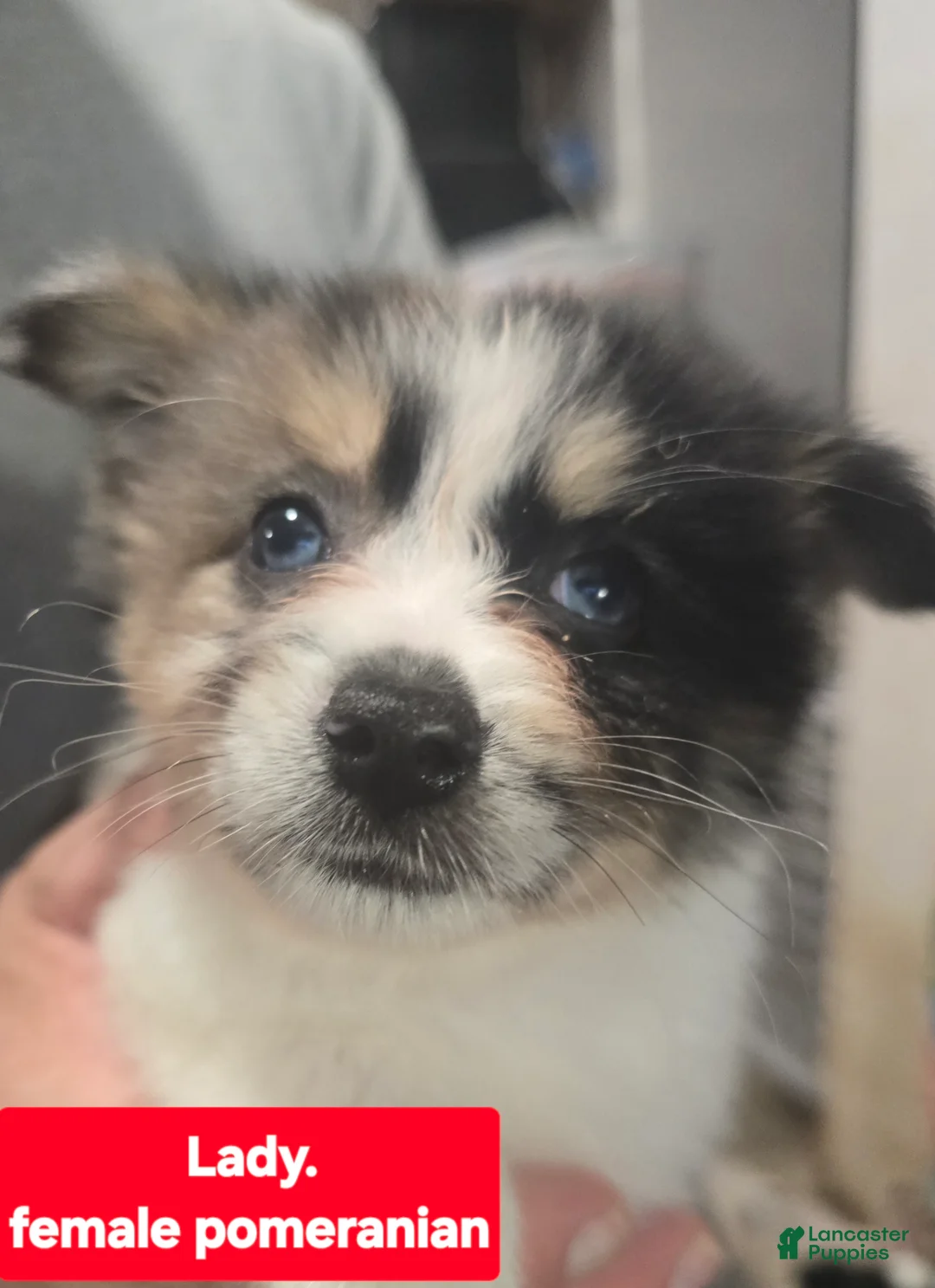 Pomeranian dogs for sale: Lady - Ad 1