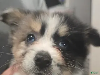 Pomeranian dogs for sale: Lady - Ad 1