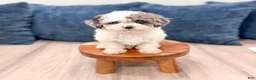 Yorkiepoo dogs for sale: Sara - Ad 7