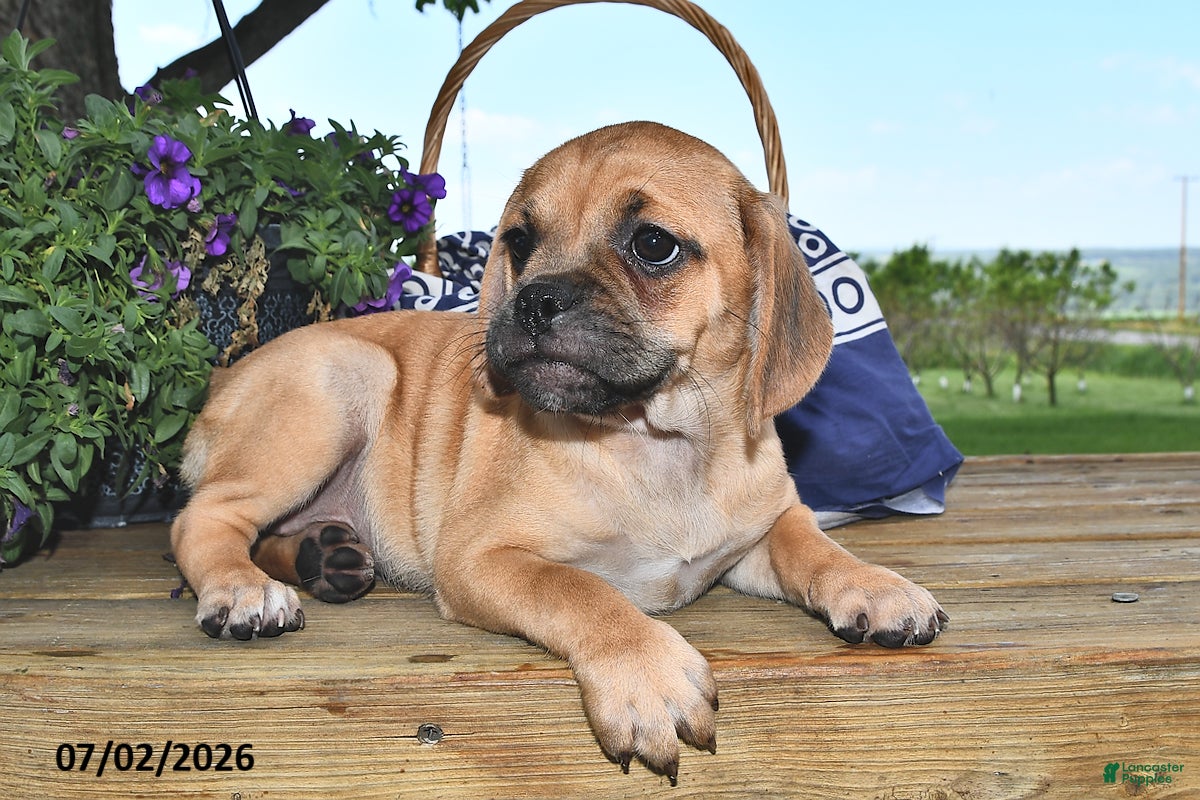 Puggle dogs Savannah - Ad 2