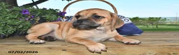 Puggle dogs for sale: Savannah - Ad 2