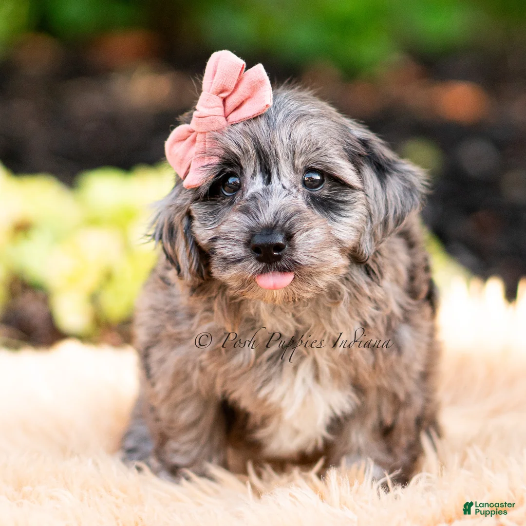 Yorkiepoo dogs for sale: Gucci - Ad 2