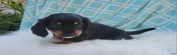 Miniature Dachshund dogs for sale: Venture  - Ad 14