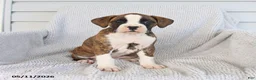 Boxer dogs for sale: Ruby - Ad 4